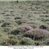 callophrys paulae kolak biotope2